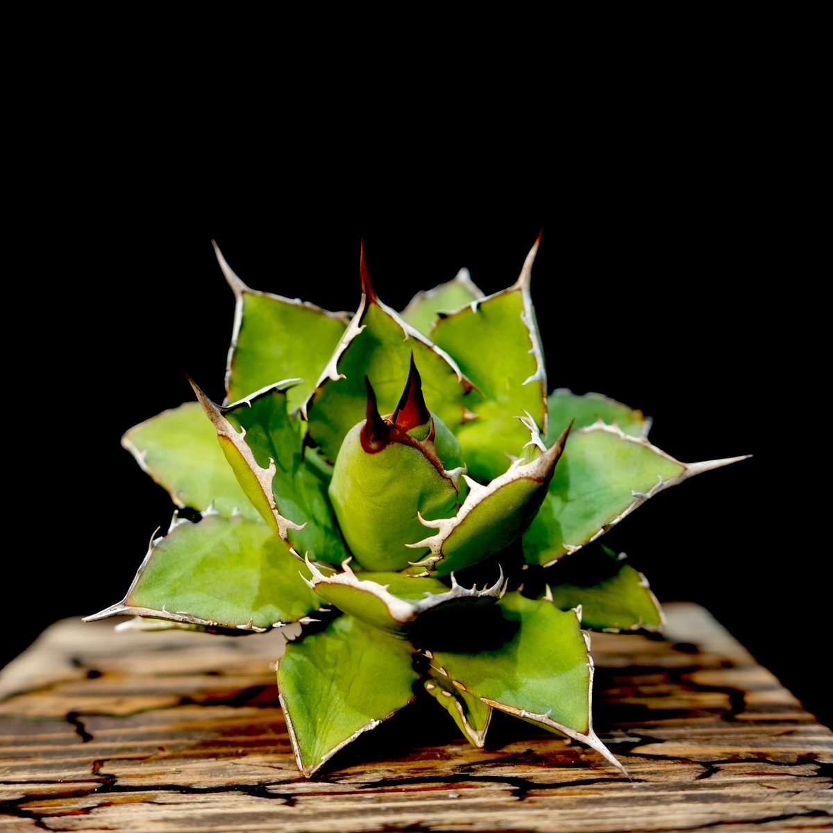 Agave hybrid 曙光×巌龍 No.1 | carpediem