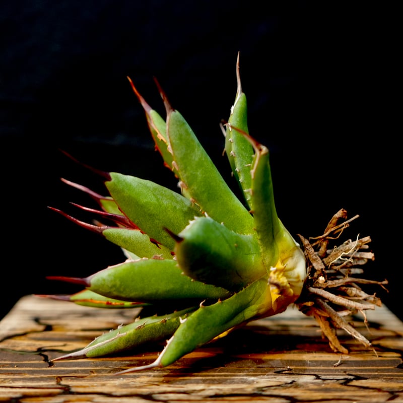 Agave hybrid 曙光×妖炎 No.1 | carpediem