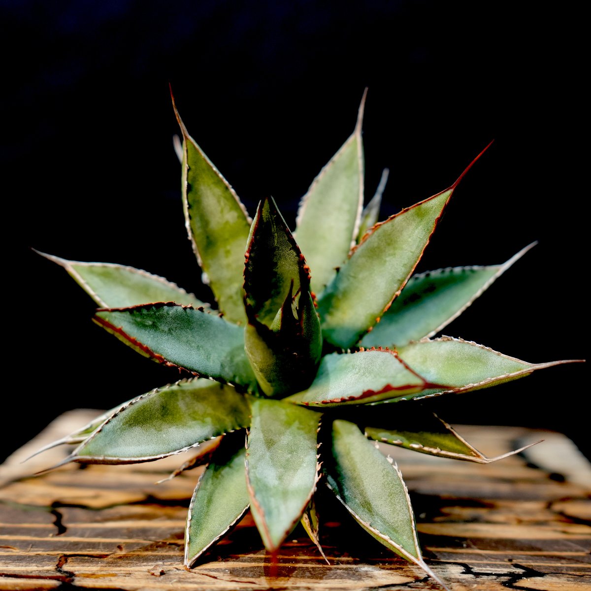 agave hybrid アガベ ハイブリッド 曙光×妖炎 土田制所 交種】曙光X 妖炎Agave xleopodii hybrid x Agave utahensis var