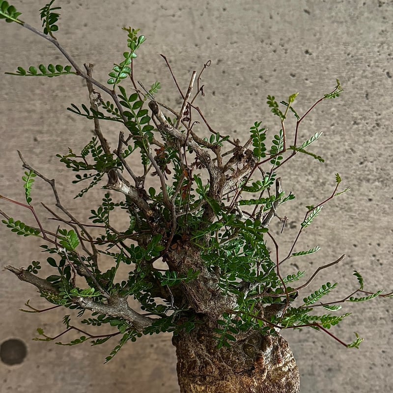 オペルクリカリア・パキプス※発根済み | carpediem