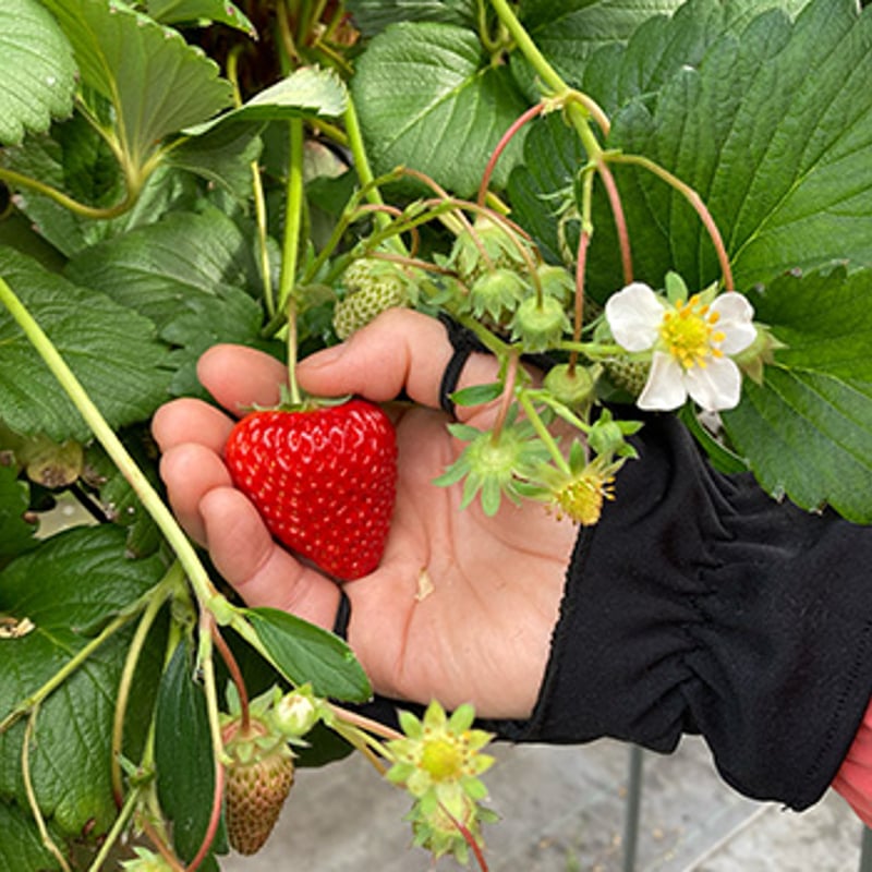 イチゴ　苗 30本　とちおとめ　苺 いちご苗 30本 イチゴ 苗 30本 とちおとめ 苺 Amazon.co.jp: イチゴ