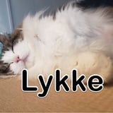 カードショップ Lykke