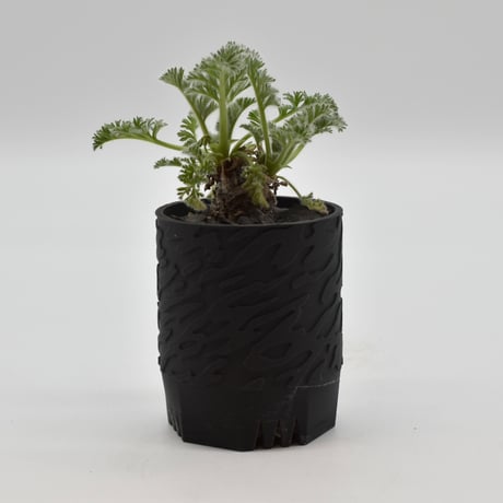 ペラルゴニウムアッペンディクラツム | STORES