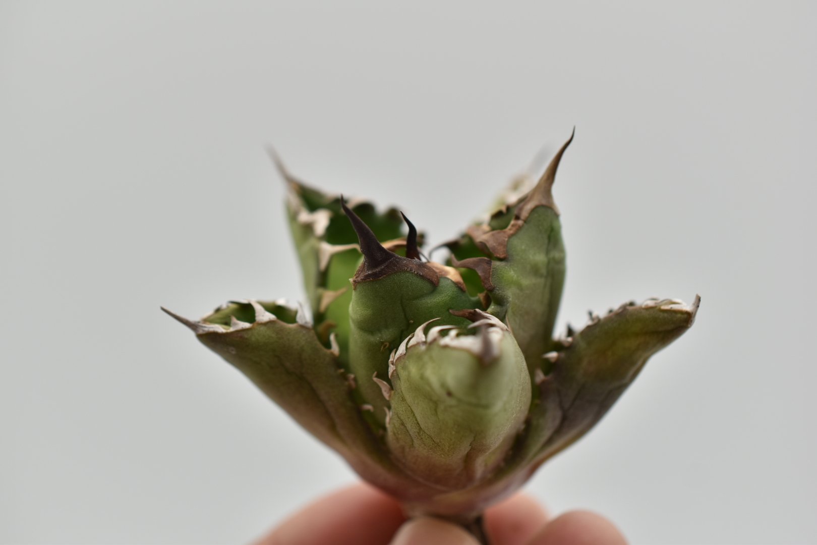 アガベ チタノタ USノーネーム Agave titanota US No name | B