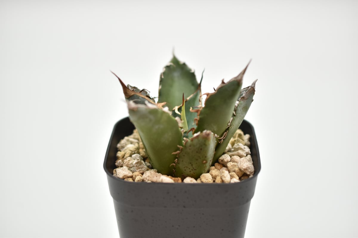 アガベ チタノタ 