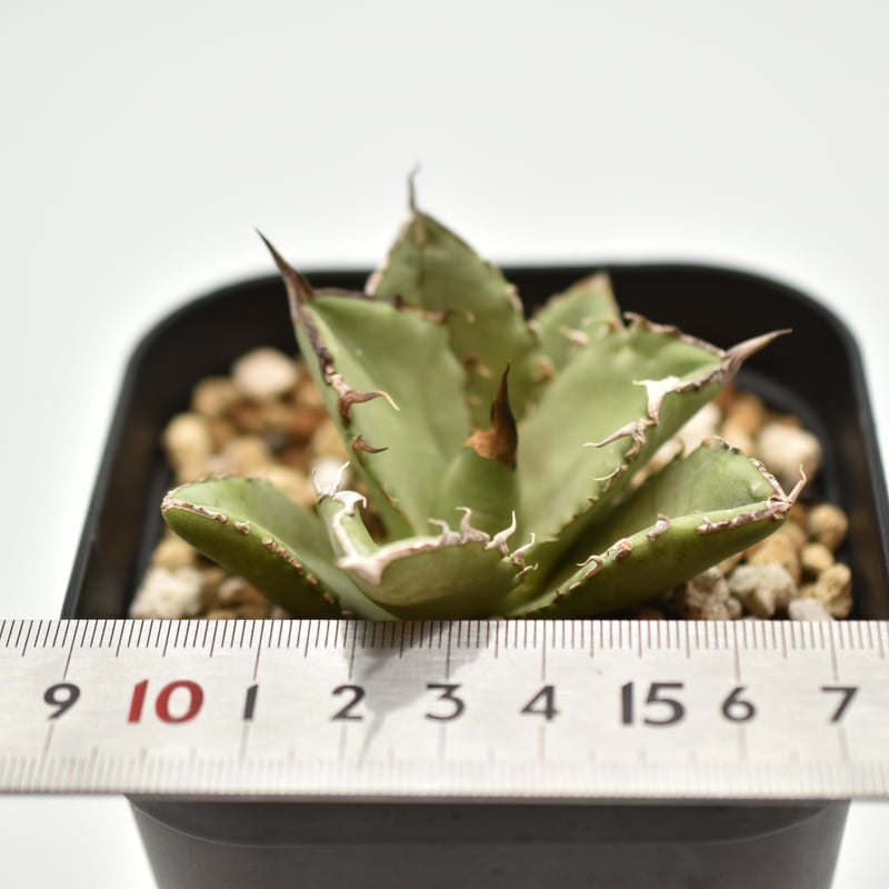 アガベ チタノタ 