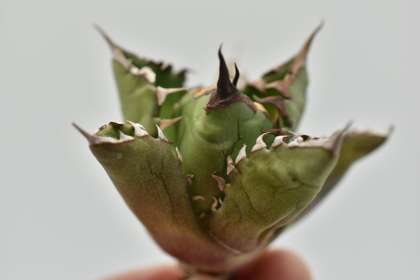 アガベ チタノタ USノーネーム Agave titanota US No name | B