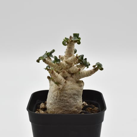 adeniumarabicum | STORES