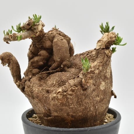 パキポディウム ビスピノーサム(Pachypodium bispinosum パキポディウム ビスピノーサム(Pachypodium bispinosum