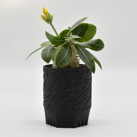 パキポディウムデンシカウレ | STORES