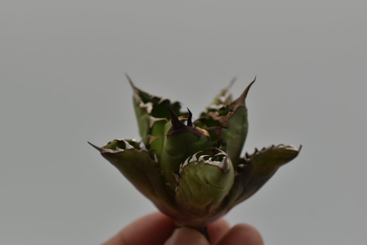 アガベ チタノタ USノーネーム Agave titanota US No name | B