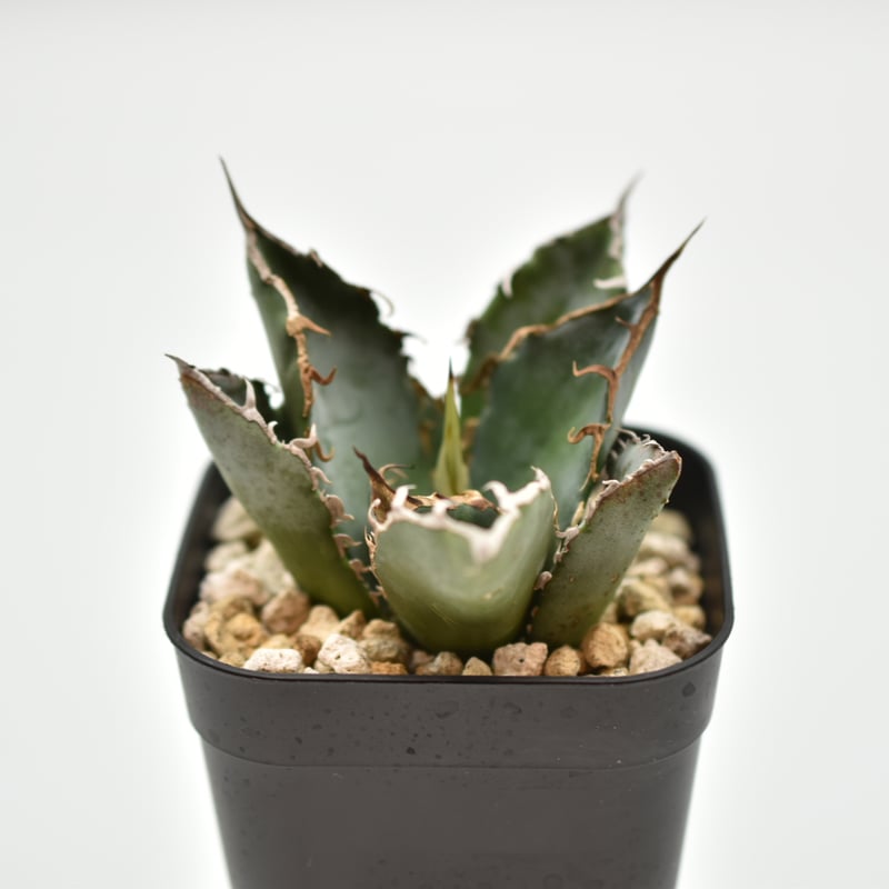 チタノタ　白鯨 アガベ・チタノタ ”白鯨” 3.5号鉢 | | チタノタ銘品シリーズ