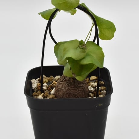 dioscorea | STORES