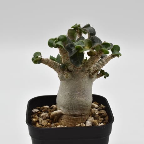 adeniumarabicum | STORES