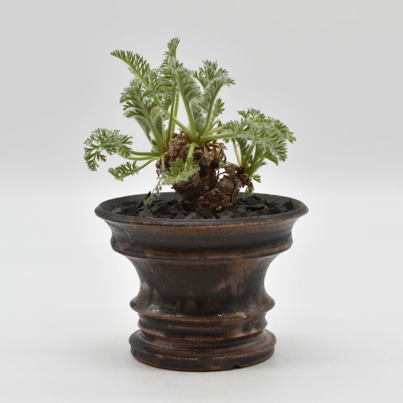 パキポディウム・グラキリス 池田佐一郎 鉢 2個セット 【公式通販】