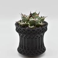 【鉢付き】黒犀牛　アガベチタノタ アガベ・チタノタ 黒犀牛（芽）-036｜agave titanota black