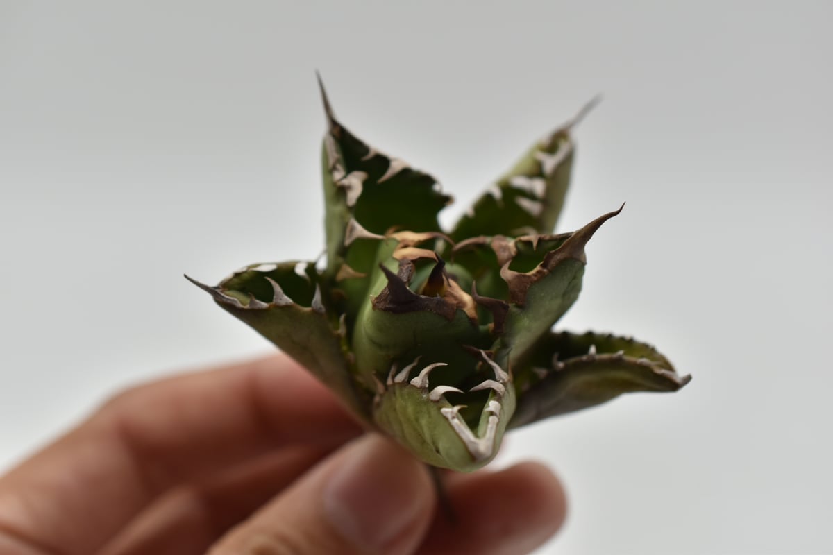 アガベ チタノタ USノーネーム Agave titanota US No name | B