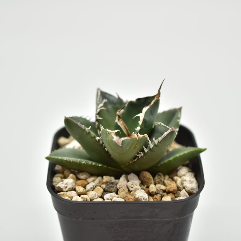 アガベ SAD 大株 Agave titanota SAD アガベ チタノタ 南アフリカダイヤモンド 大株