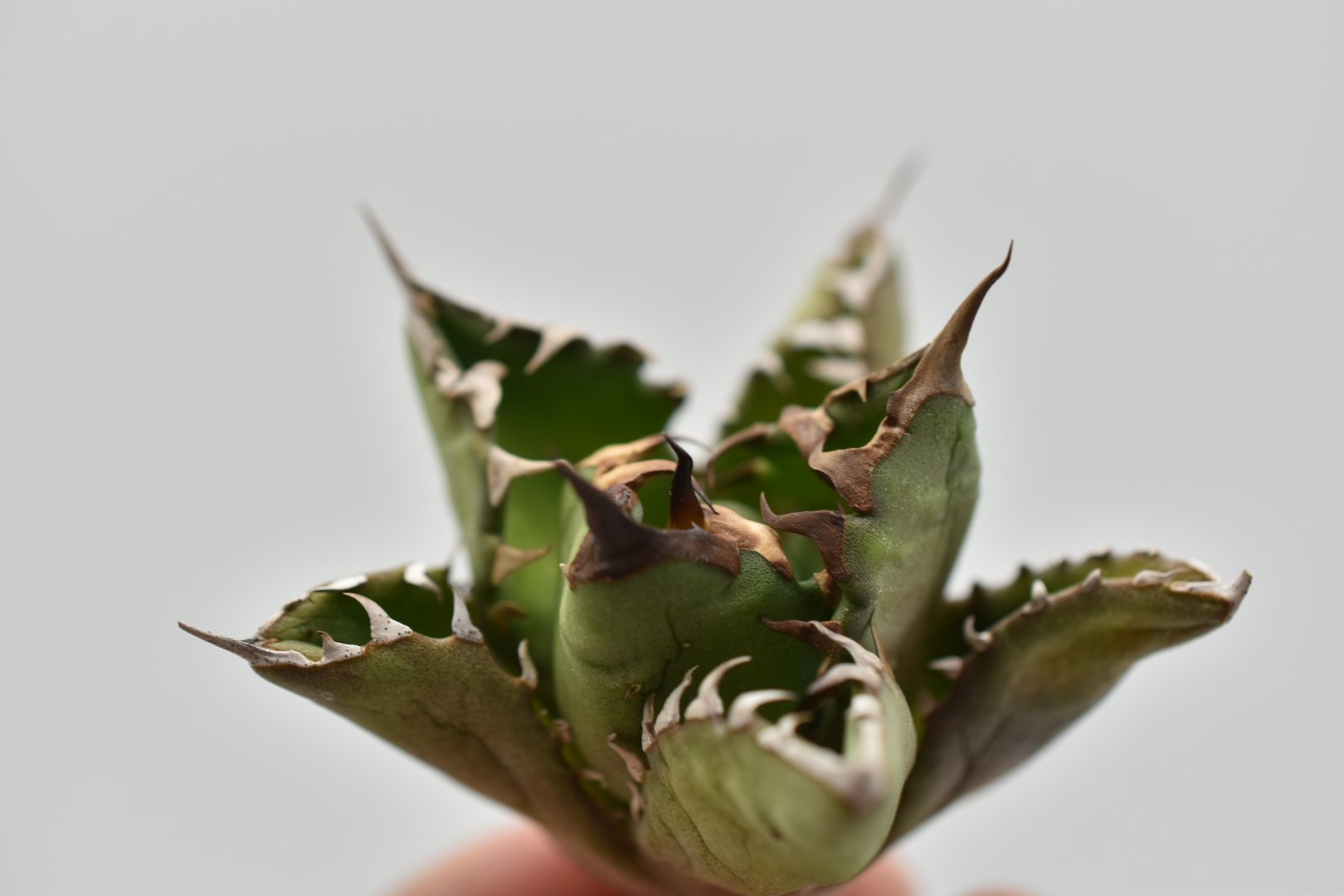 アガベ チタノタ USノーネーム Agave titanota US No name | B