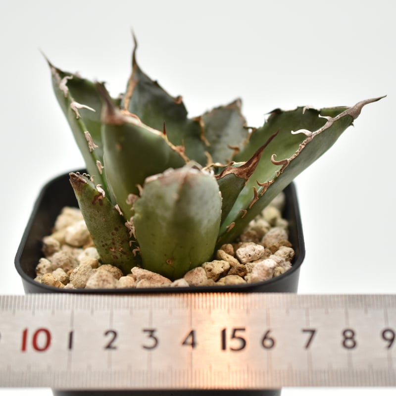 アガベ　チタノタ　白鯨 アガベ・チタノタ白鯨（小）-055｜agave titanota white whale |