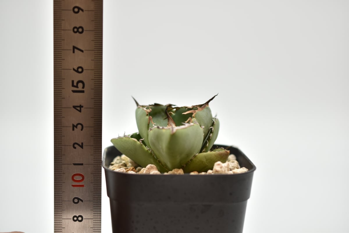 アガベ　チタノタ　ジャガーノート 22d3f39a7de90aaa4ea2f8716801dc