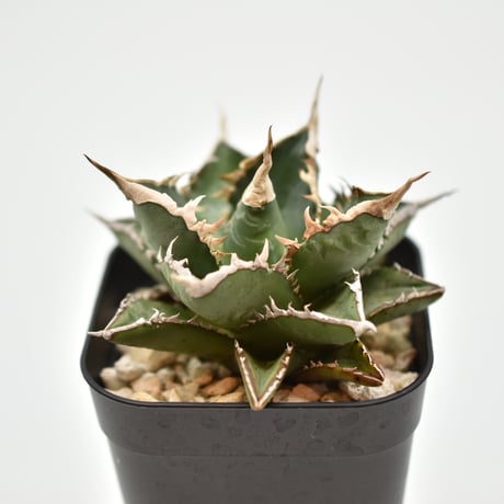 アガベチタノタ海王 | STORES