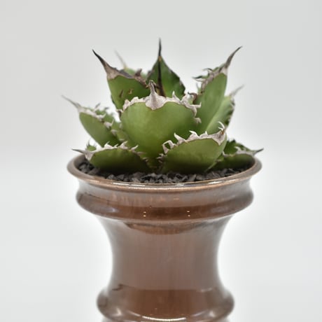 アガベ大鋼牙 | STORES