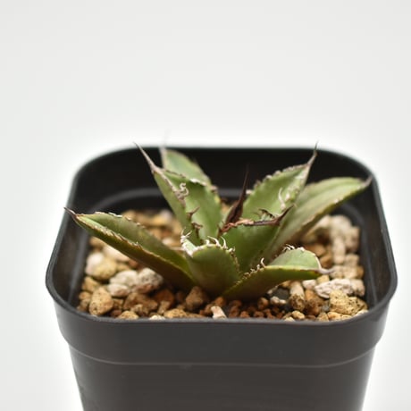 アガベ狂戦士 | STORES