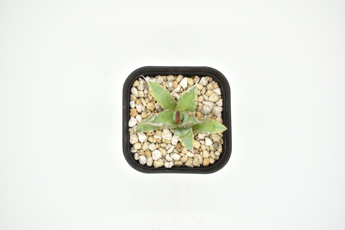 アガベ チタノタ 黒犀牛 狂戦士 ラスト中株 【公式通販】