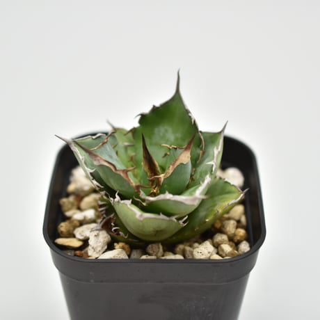 アガベ　チタノタ　魚刺　WH NURSERY アガベ チタノタ 魚刺 WH NURSERY アガベ チタノタ 魚刺 WH