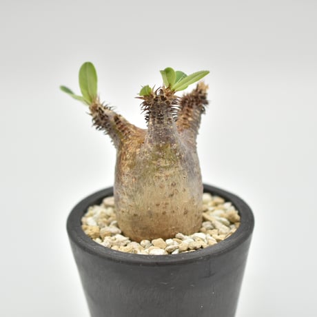 マカイエンセ グラキリス left botanical 鉢付き セット 正しく 