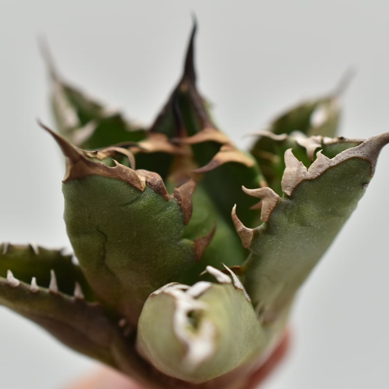 アガベ チタノタ USノーネーム Agave titanota US No name | B