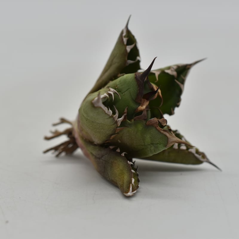 アガベ チタノタ USノーネーム Agave titanota US No name | B