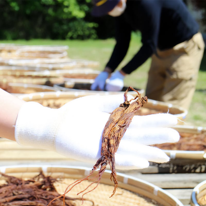 朝鮮王朝の神秘「黒高麗人参」 | 高麗人参の里