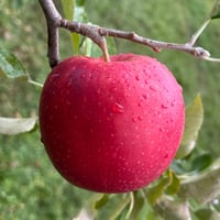 クール便指定 | mr-ringo