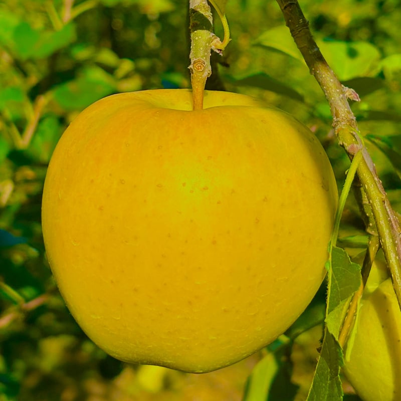 トキ （TOKI） | mr-ringo