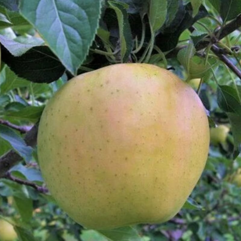 トキ （TOKI） | mr-ringo