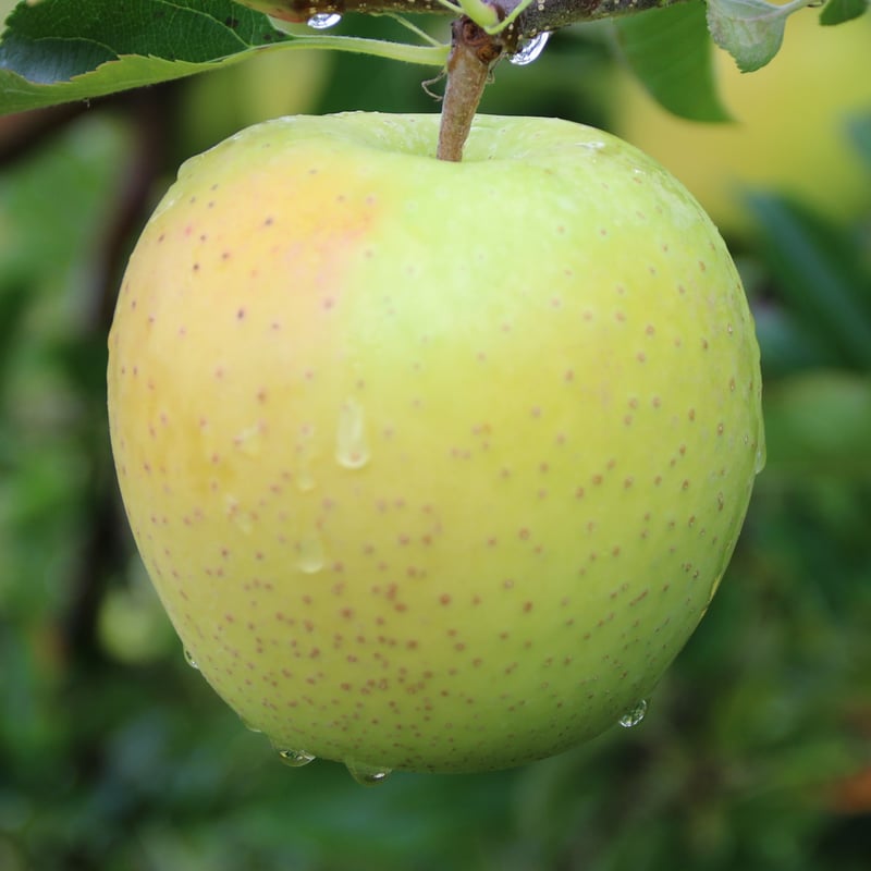 王林 （OURIN） | mr-ringo