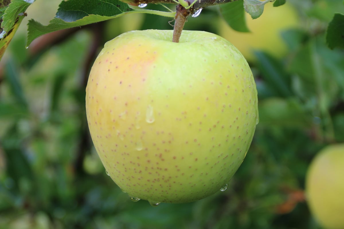 リンゴとバナナ様　確認宜しくお願い致します applebanana01.jpg