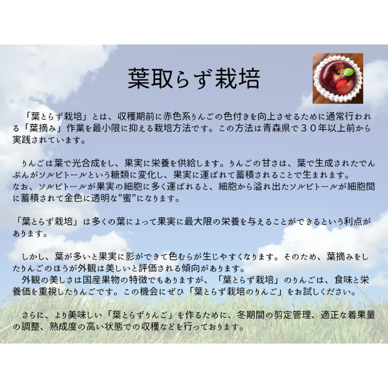 スペシャルセット | mr-ringo