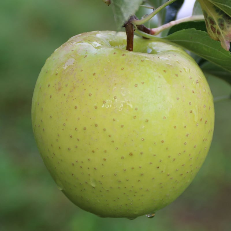 王林 （OURIN） | mr-ringo