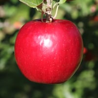 紅玉（ＫＯＵＧＹＯＫＵ）