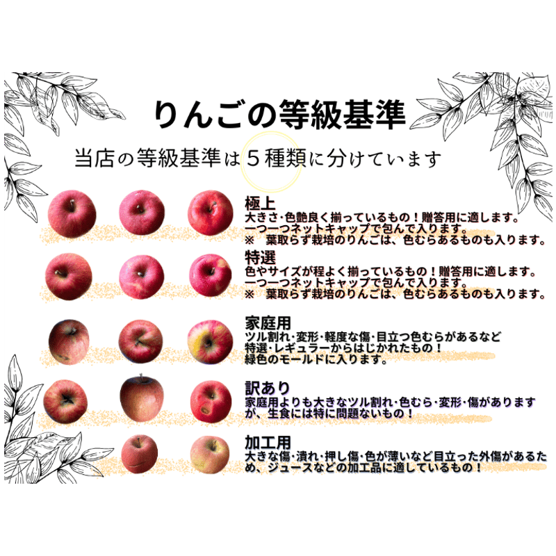 ほのか〈早生ふじ〉 | mr-ringo