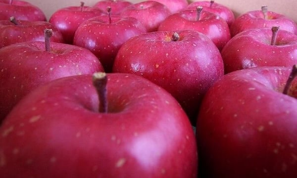 その他 ringo BAKEの定番スイーツ - ringo - ringo