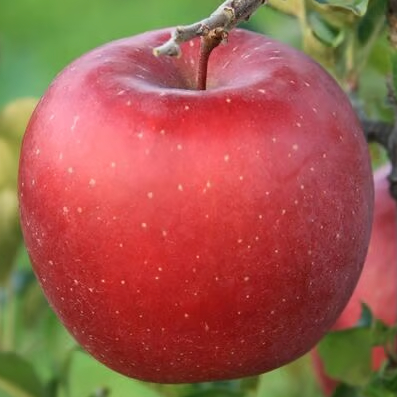 ほのか〈早生ふじ〉 | mr-ringo