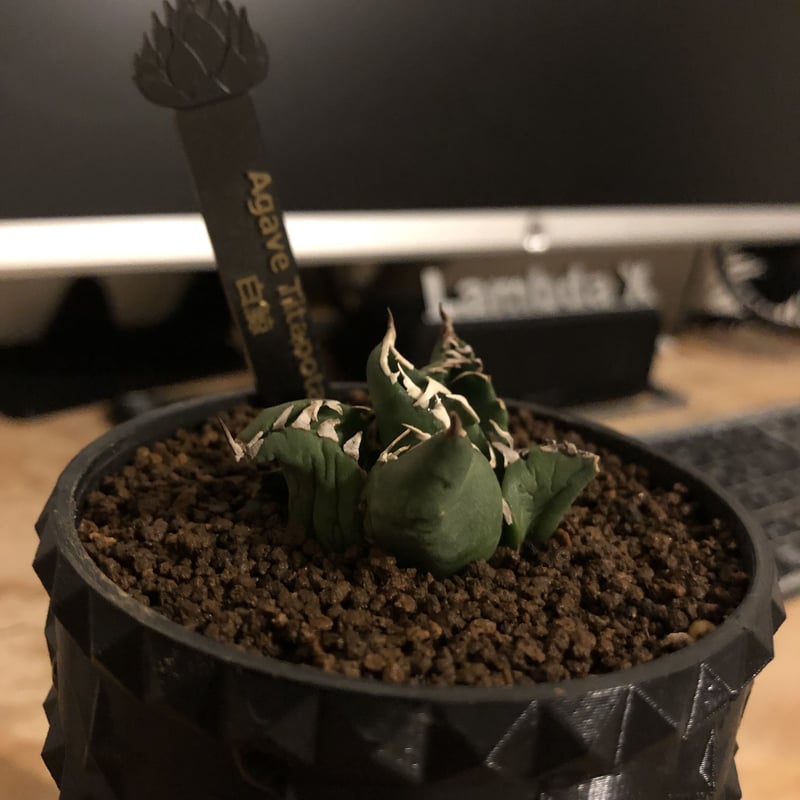 / アガベ　11株セット　ネームタグ付き アガベ 11株セット ネームタグ付き 様専用 アガベ 11株セット