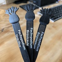 / アガベ　11株セット　ネームタグ付き アガベ 11株セット ネームタグ付き 様専用 アガベ 11株セット