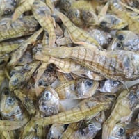 無添加白じゃこジャーキー30g～90g