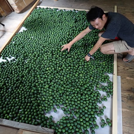 露地スダチ(二級品) 10kg超