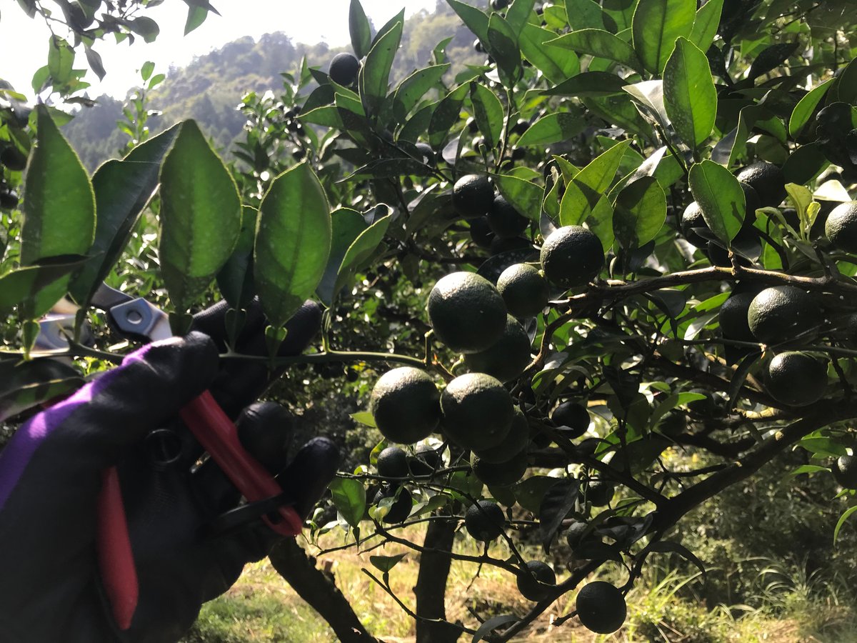 有機すだち 8kg 【ご家庭用】 | クニモトすだち農園